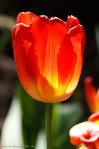 Translucent tulip